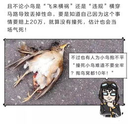 汽车撞鸟赔偿多少