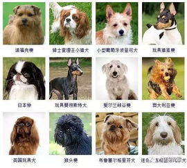 狗品种大全100种（狗品种大全100种图片及名称）