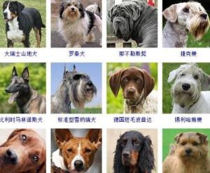 狗品种大全100种（狗品种大全100种图片及名称）