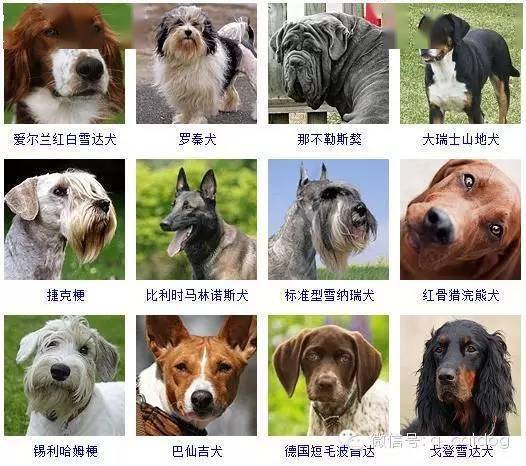 狗狗霸气响亮顺口的名字（狗狗好听霸气的名字）